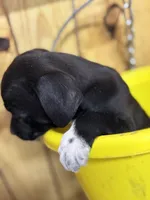 HARLEY-rescue pup, a male Labrador Retriever for sale in Panama City, FL – Photo 2 of 4