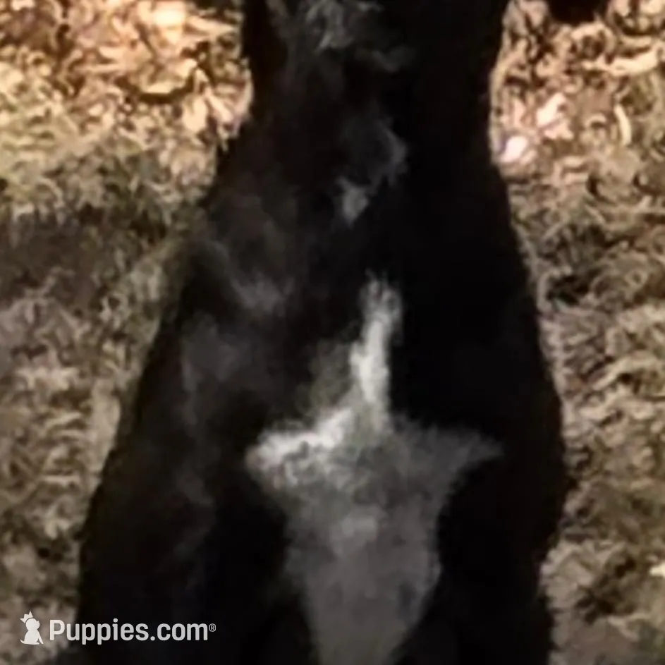 HARLEY-rescue pup, a male Labrador Retriever for sale in Panama City, FL – Photo 4 of 4