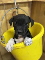 HARLEY-rescue pup, a male Labrador Retriever for sale in Panama City, FL – Photo 3 of 4