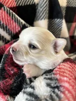 Bear-❤️REGISTERED, a male Chihuahua for sale in Panama City, FL – Photo 1 of 6