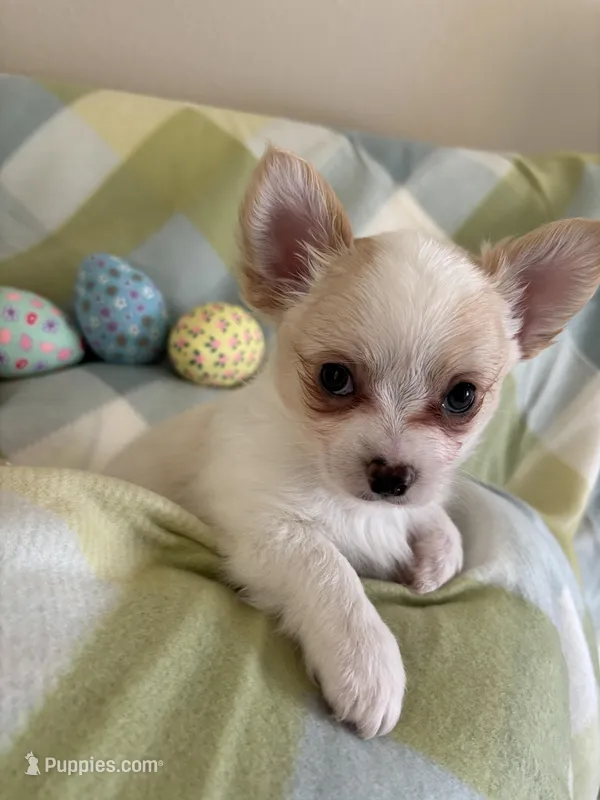 Bear-❤️REGISTERED – Chihuahua puppy for sale in Panama City, FL