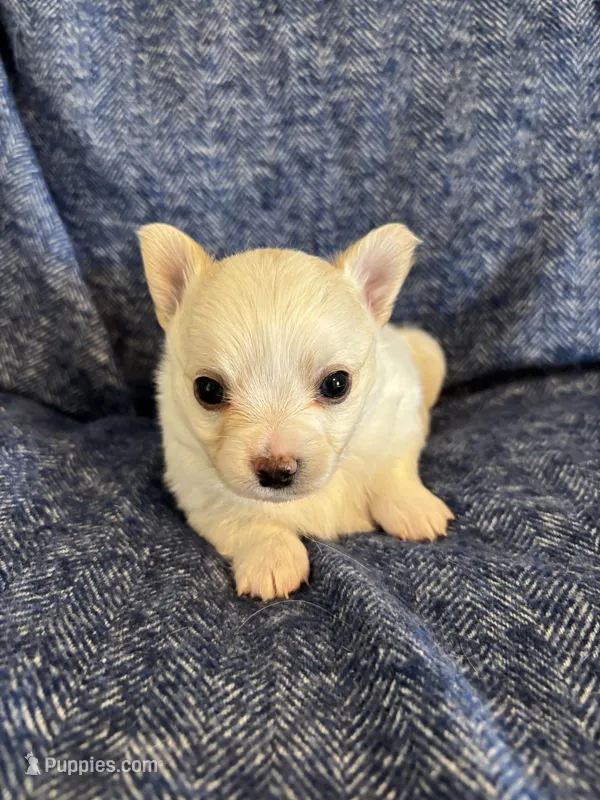 Bear-❤️REGISTERED