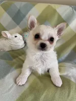 Bear-❤️REGISTERED, a male Chihuahua for sale in Panama City, FL – Photo 2 of 9