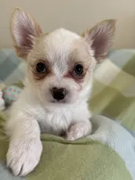 Bear-❤️REGISTERED, a male Chihuahua for sale in Panama City, FL – Photo 5 of 9