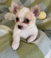 Bear-❤️REGISTERED, a male Chihuahua for sale in Panama City, FL – Photo 3 of 9