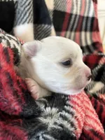 Bear-❤️REGISTERED, a male Chihuahua for sale in Panama City, FL – Photo 2 of 6