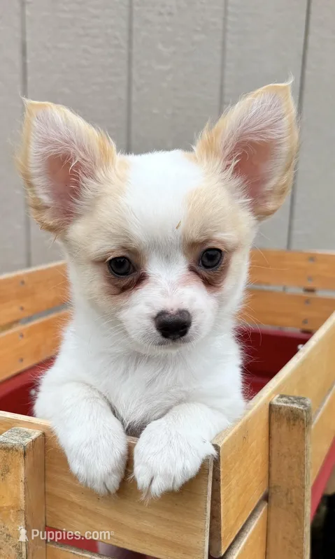 Bear ❤️ REGISTERED – Chihuahua puppy for sale in Panama City, FL