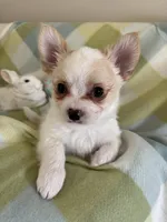 Bear-❤️REGISTERED, a male Chihuahua for sale in Panama City, FL – Photo 4 of 9