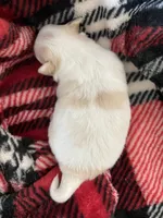 Bear-❤️REGISTERED, a male Chihuahua for sale in Panama City, FL – Photo 3 of 6