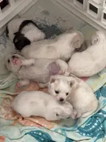 Bear-❤️REGISTERED, a male Chihuahua for sale in Panama City, FL – Photo 6 of 6