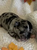 MARBLES- now pending, a male Chihuahua for sale in Panama City, FL – 6 of 10