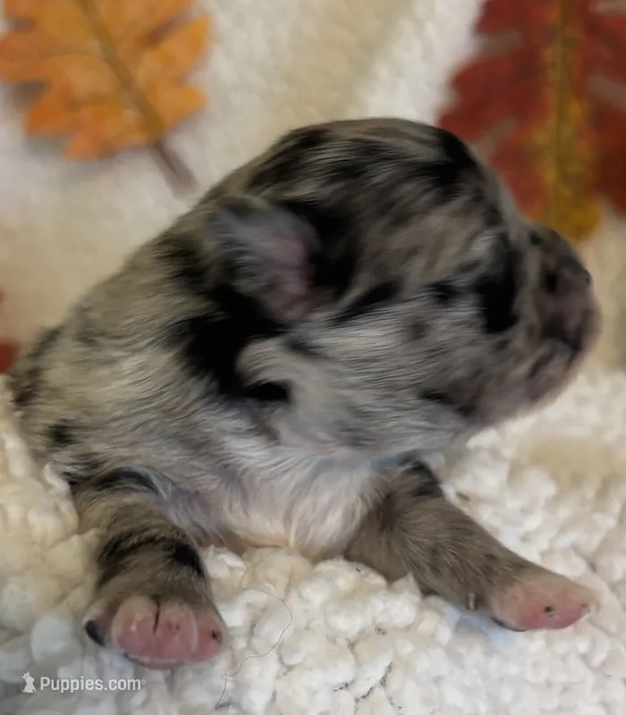 MARBLES- registry – Chihuahua puppy for sale in Panama City, FL