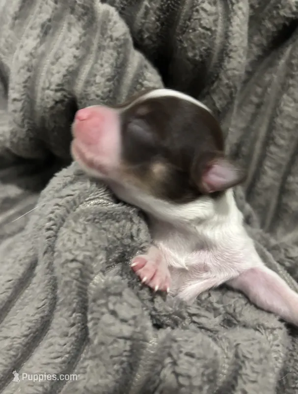 PEBBLES- registry – Chihuahua puppy for sale in Panama City, FL