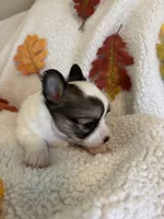 LULU is pending, a female Chihuahua for sale in Panama City, FL – 4 of 10
