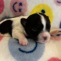 ITSY BITSY - registry, a female Chihuahua for sale in Panama City, FL – 2 of 7