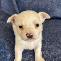 THIS PUP IS PENDING, a female Chihuahua for sale in Panama City, FL – Photo 2 of 6