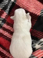 Bella❤️REGISTERED, a female Chihuahua for sale in Panama City, FL – Photo 4 of 6