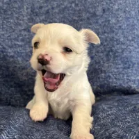 THIS PUP IS PENDING, a female Chihuahua for sale in Panama City, FL – Photo 4 of 6