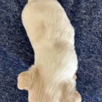 THIS PUP IS PENDING, a female Chihuahua for sale in Panama City, FL – Photo 3 of 6