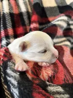 Bella❤️REGISTERED, a female Chihuahua for sale in Panama City, FL – Photo 1 of 6