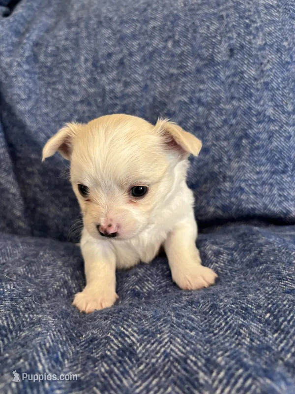 Bella❤️REGISTERED