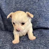 THIS PUP IS PENDING, a female Chihuahua for sale in Panama City, FL – Photo 1 of 6