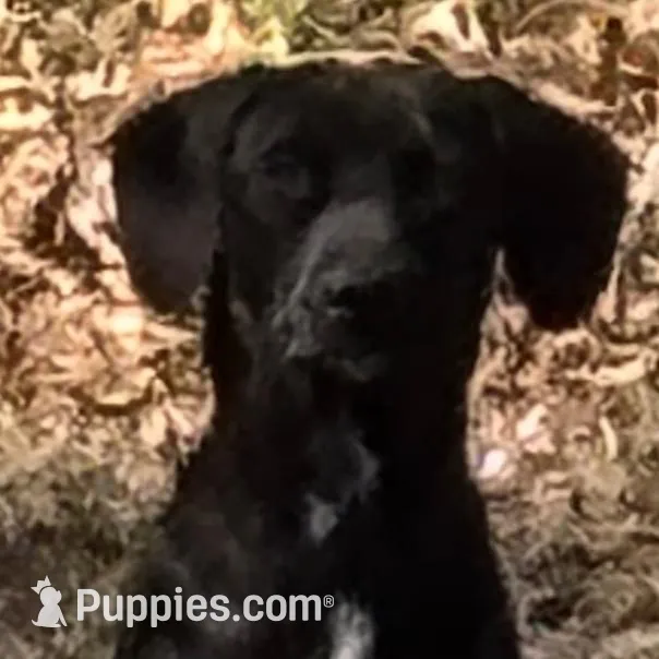 NALA-rescue FREE, a female Labrador Retriever for sale in Panama City, FL – Photo 4 of 4