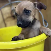 NALA-rescue FREE, a female Labrador Retriever for sale in Panama City, FL – Photo 1 of 4