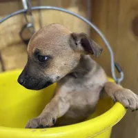 NALA-rescue FREE, a female Labrador Retriever for sale in Panama City, FL – Photo 3 of 4