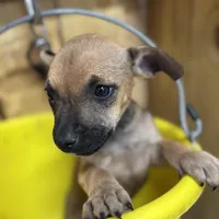 NALA-rescue FREE, a female Labrador Retriever for sale in Panama City, FL – Photo 2 of 4