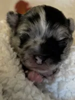 MARBLES- now pending, a male Chihuahua for sale in Panama City, FL – 5 of 10
