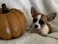PIPSQUEAK-registry, a male Chihuahua for sale in Panama City, FL – 3 of 8