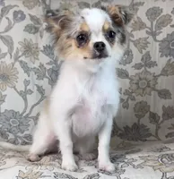 Rio- registry, a female Chihuahua for sale in Panama City, FL – 1 of 4