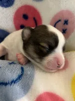 JELLYBEAN-registry, a female Chihuahua for sale in Panama City, FL – 2 of 7