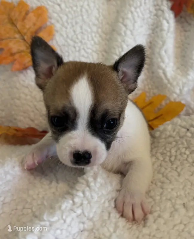 PIPSQUEAK-registry – Chihuahua puppy for sale in Panama City, FL