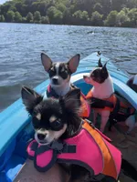 JADE - registry, a female Chihuahua for sale in Panama City, FL – 2 of 4