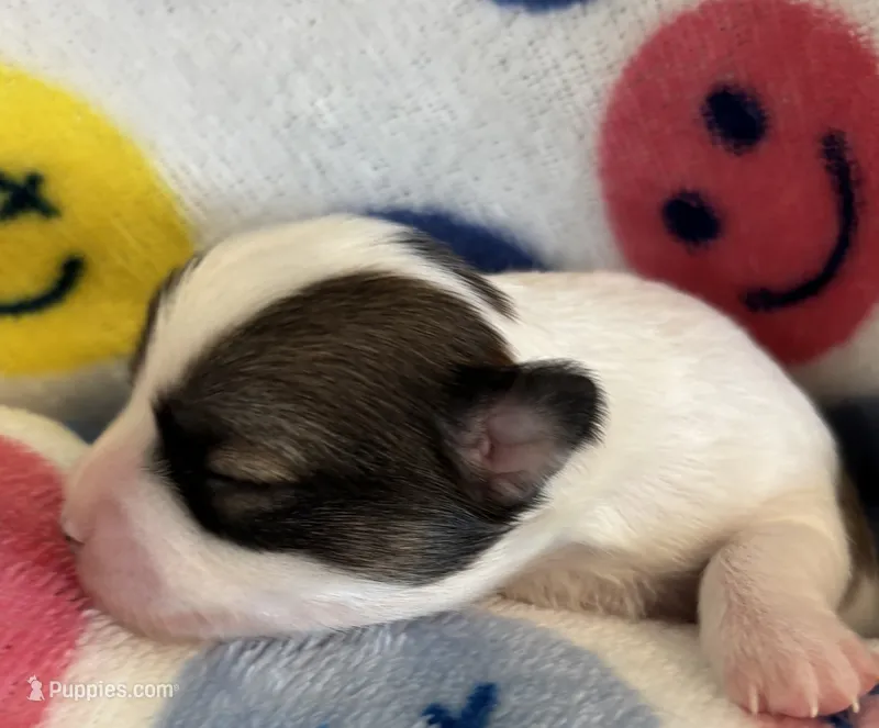 JELLYBEAN-registry – Chihuahua puppy for sale in Panama City, FL