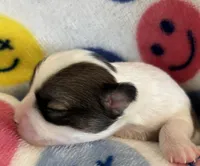 JELLYBEAN-registry, a female Chihuahua for sale in Panama City, FL – 1 of 7
