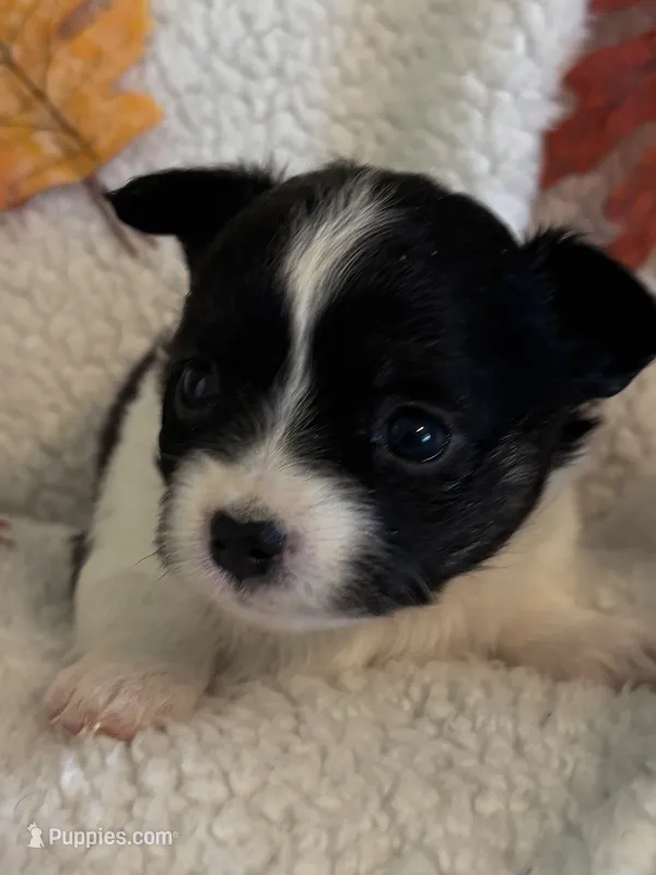 ITSY BITSY - registry – Chihuahua puppy for sale in Panama City, FL
