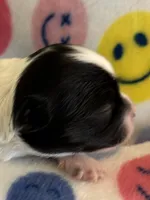 SQUIRT- registry, a male Chihuahua for sale in Panama City, FL – 3 of 5