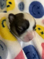 JELLYBEAN-registry, a female Chihuahua for sale in Panama City, FL – 4 of 7