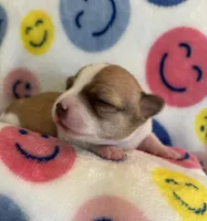 TEENY WEENY-registry, a female Chihuahua for sale in Panama City, FL – 8 of 9