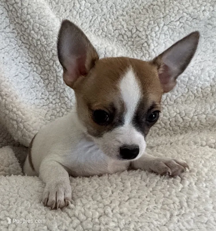 PIPSQUEAK-registry – Chihuahua puppy for sale in Panama City, FL