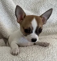 PIPSQUEAK-registry, a male Chihuahua for sale in Panama City, FL – 1 of 8