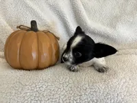 SQUIRT- registry, a male Chihuahua for sale in Panama City, FL – 2 of 9