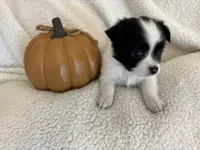BELLA- now pending, a female Chihuahua for sale in Panama City, FL – 2 of 7