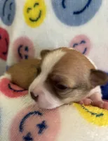 TEENY WEENY-registry, a female Chihuahua for sale in Panama City, FL – 5 of 9