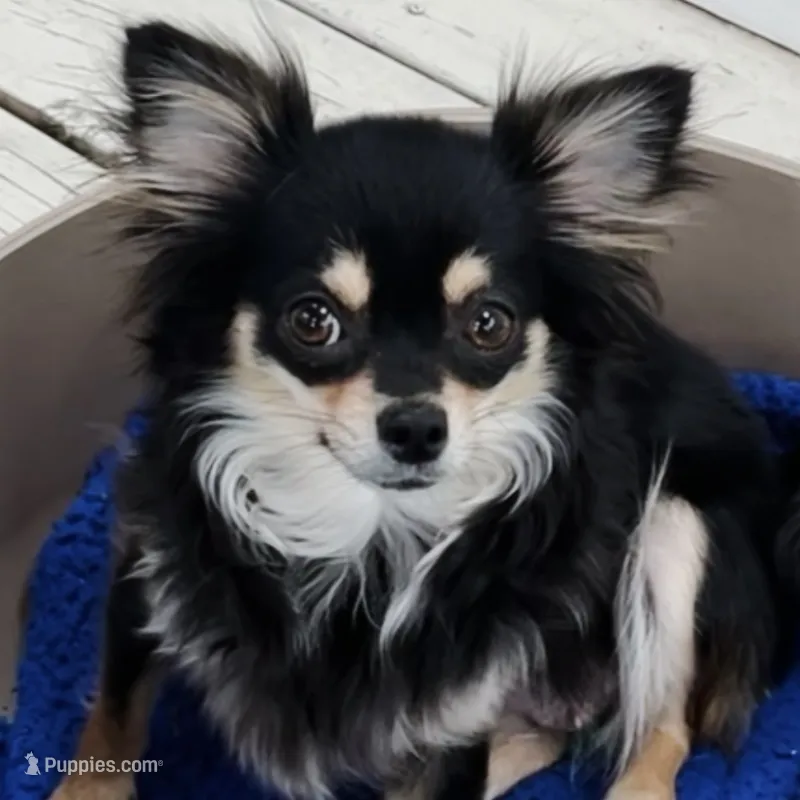 JADE - registry – Chihuahua puppy for sale in Panama City, FL