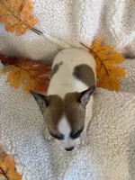 PIPSQUEAK-registry, a male Chihuahua for sale in Panama City, FL – 6 of 8
