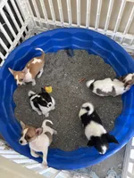 TEENY WEENY-registry, a female Chihuahua for sale in Panama City, FL – 6 of 7